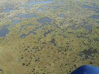 Flying over the large marsh near the coast